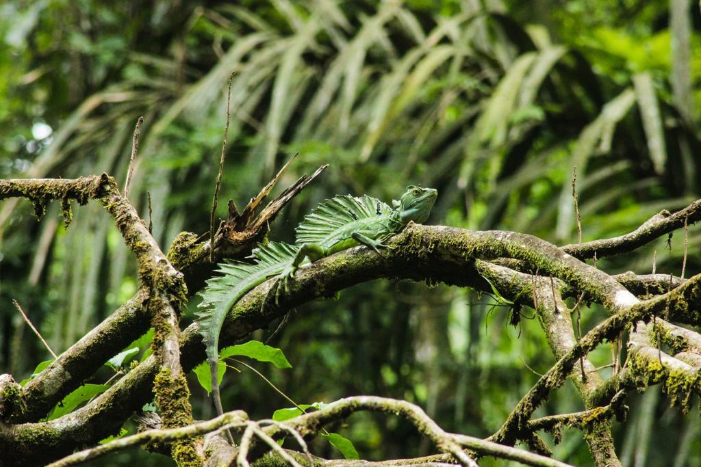 Cabinas Tortuguero Bagian luar foto