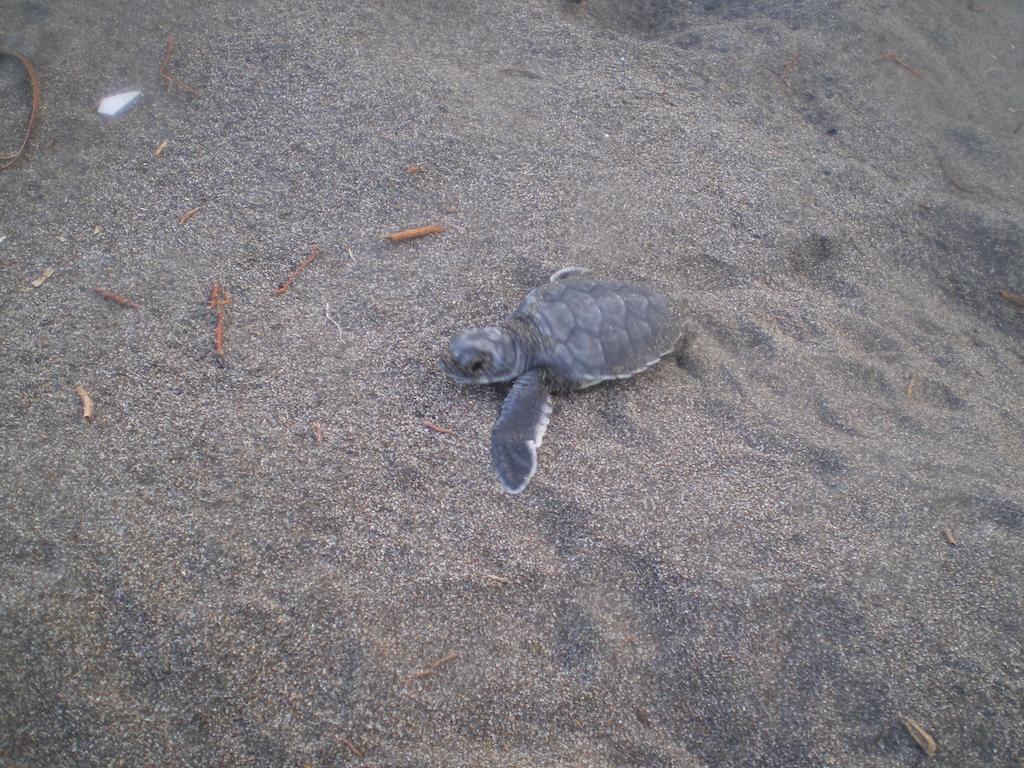 Cabinas Tortuguero Bagian luar foto